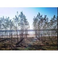 湖南發(fā)展砂石集散中心建設(shè)規(guī)劃成功獲批，助力機(jī)制砂順利投產(chǎn)